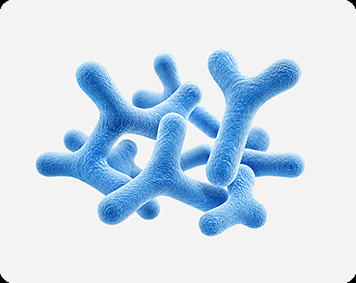 Bifidobacterium longum