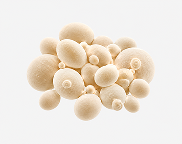 Yeast Beta Glucan
